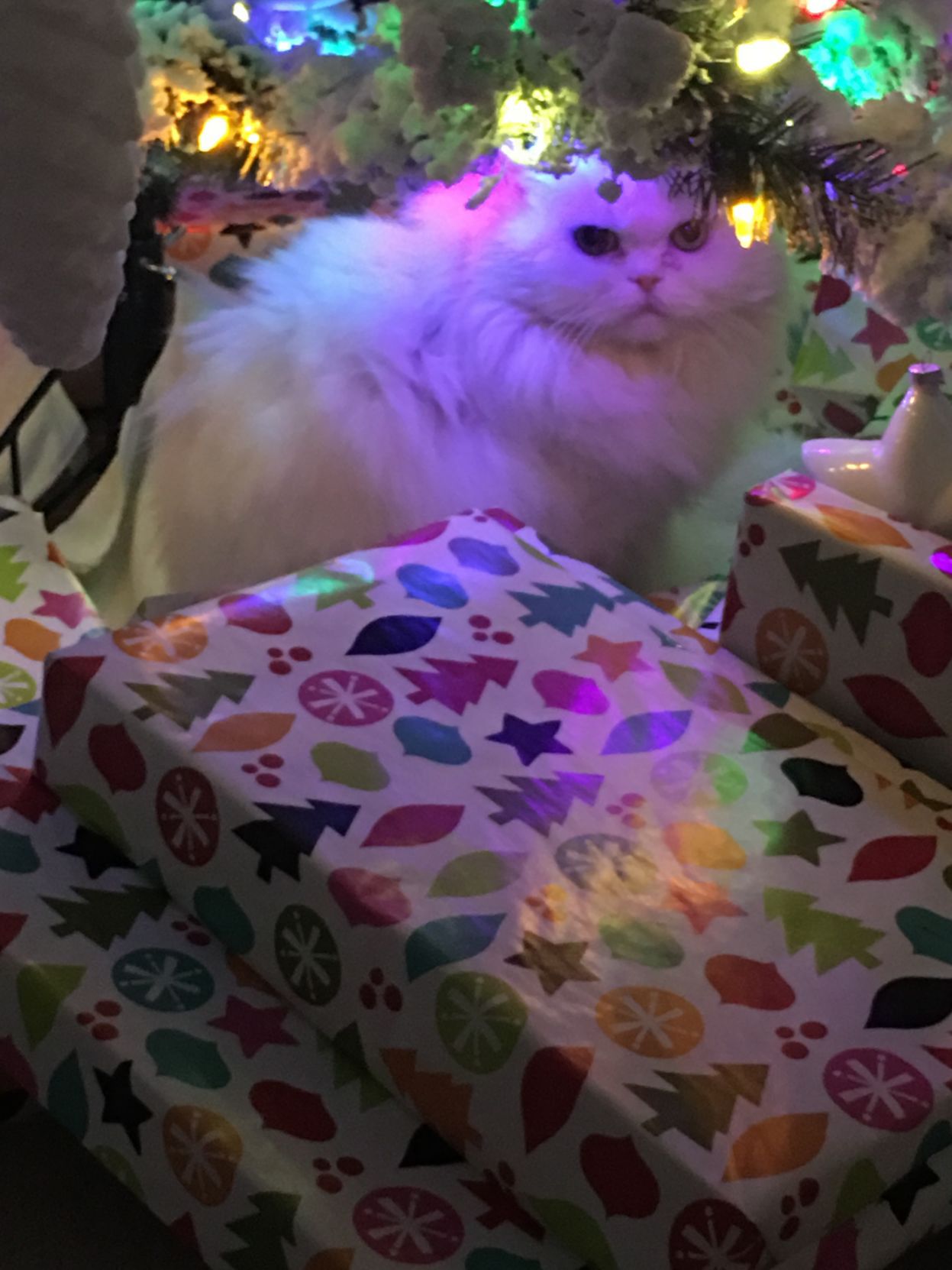 Holiday pet photos